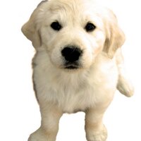 PupsandPets (@pupsandpets) 's Twitter Profile Photo PupsandPets (@pupsandpets) 's Twitter Profile Photo