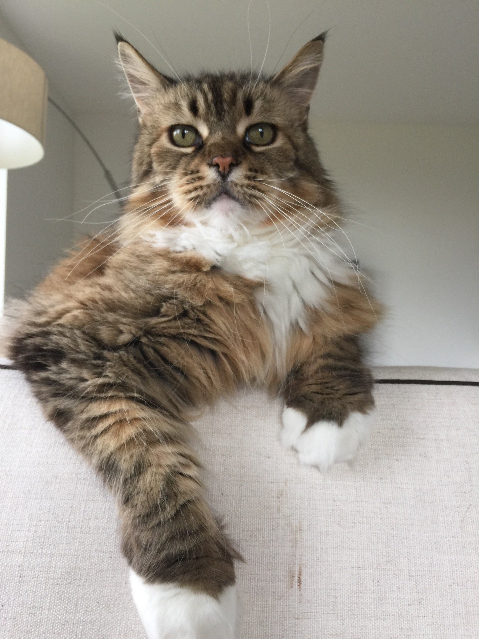 tigger_mason's profile picture. The adventures of a Maine Coon Cat. #mainecoon #cat #blackcat #britishshorthair #catrescue #silverspottyBritish shorthair