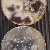 Aemidr (@aemidr) 's Twitter Profile Photo