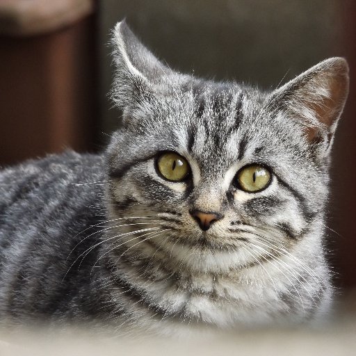 FuuraibouSilver's profile picture. 暇を見つけては安価なコンデジ引っ提げて街中を撮影している初心者です。ほぼ写真垢化してますが違いますｗ　只今、撮影の勉強も兼ねて他の方のRT多いのでご了承の程m(__)m　無言フォローOKです。気楽に絡んで下さい。フォロー時の挨拶リプ・DM等不要ですので^^;　突然のDMは見ないのであしからず。返信で対応お願いします🙇