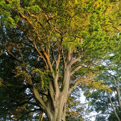 cgbk_'s profile picture. The Lovely Jo's husband. Kayley, Hana, Amity & Sam's dad. I'm boss of Lighten and trustee of Lancashire Badger Group. Thoughts my own.