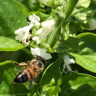 Backyard #gardening, #organic, #homegrown, US with Transylvanian infusion.