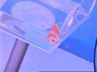 peixepeixoto