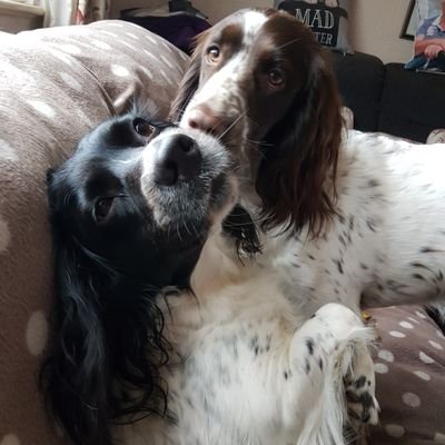 I have 2 dogs Carrie & Rosie, love them loads. Susie passed away in april, 2015. I miss my Mum and Dad lots. Love my family very much. Xxx