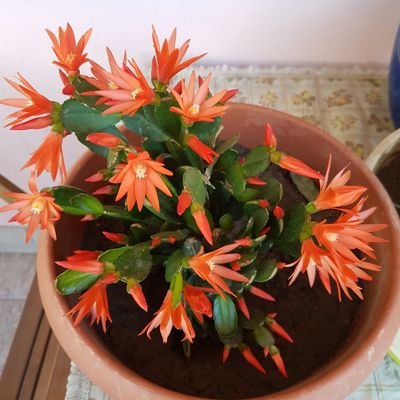 rosmiki's profile picture. 