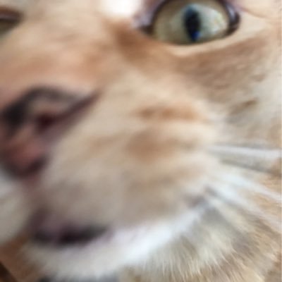 AmswerThe's profile picture. a bored cat that likes posting stuff
