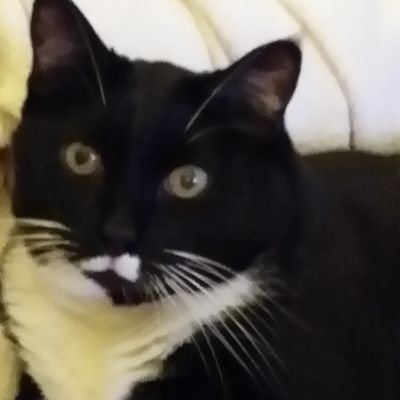 flipkitty Profile Picture