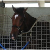 EquiBets (@equibets) 's Twitter Profile Photo