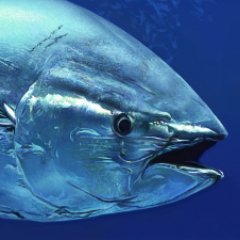 マグロさんのプロフィール画像