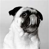 annhamiltondogs's profile picture. I'm a sucker for dogs with pushed-in faces, big brown eyes, a wagging tail and a happy bark. I love capturing a dog's unique personality with my camera!