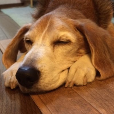 isshue252ilc's profile picture. 