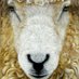 Longwool (@longwool) Twitter profile photo Longwool (@longwool) Twitter profile photo