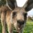 赤穂海浜公園_動物ふれあい村のアイコン
