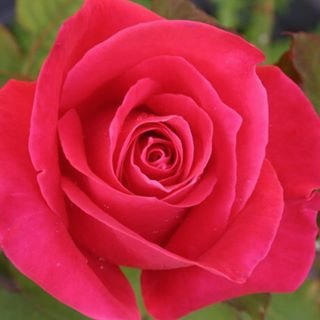 Puteaux_Rose's profile picture. 