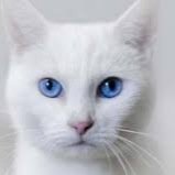 Hello my name is snow i live in the forest where my heart belongs im a single she cat kind loving sweet