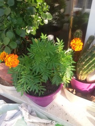 Miguel58491465's profile picture. 