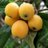 loquat_priest