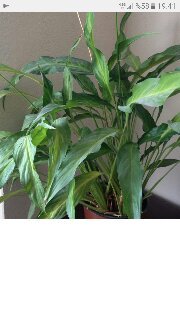 mahmutzel16's profile picture. FOREVER