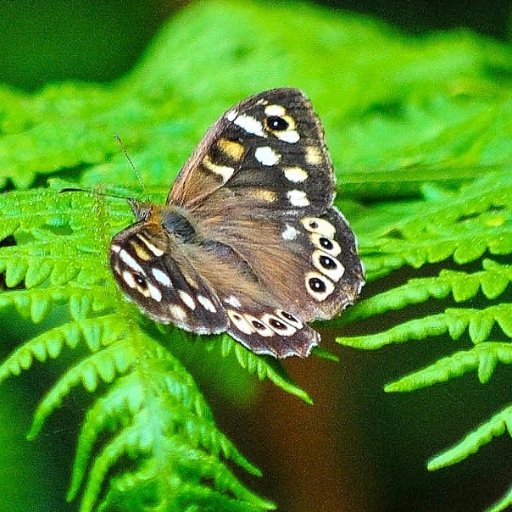 interest in all of UK's natural history, Kent in particular.