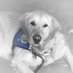 katiecomfortdog (@katiecomfortdog) Twitter profile photo katiecomfortdog (@katiecomfortdog) Twitter profile photo