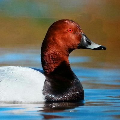 pochard11 Profile Picture