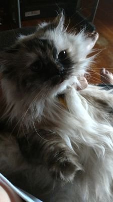 BaconbitsDj's profile picture. Hello I am not famous and probably wont tweet very often but hey i'll be a lot of fun to send jokes to.