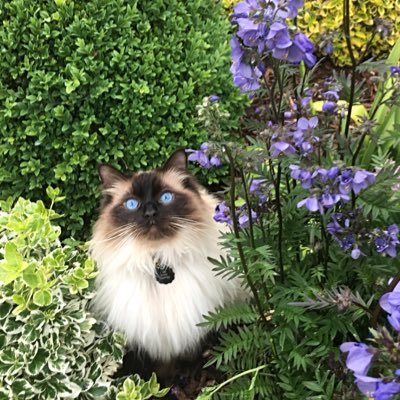 follow the adventures of 4 cats : Mr Chester Muggles, Prof Merlyn, Teddy Rescue and Molly. we just want to make you smile 🦋💙🦋 share the love watch the fun.