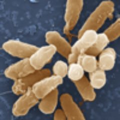 GeiselBiofilm Profile Picture