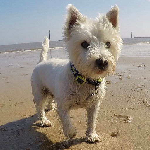 I'm Roger. I'm a West Highland White Terrier. I'm three years old. I'm naughty. I like things that smell bad. I do my own thing. I'm also a real dude.