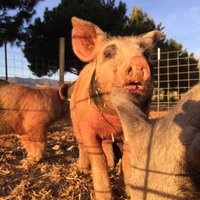 Sunnyside Farm (@sunnyside_farm) 's Twitter Profile