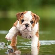 cutestofpupps's profile picture. Spread the puppy love!!!!!!