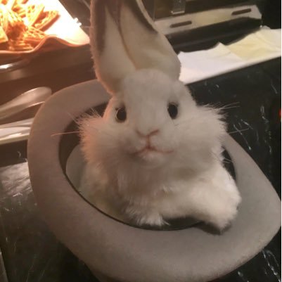 本と映画を食べていきている女子大生。都内住み。おすすめされたらなんでもハマる単純な性格。気分屋。圧倒的ネコ派。かわいいもの大好き。