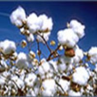 Cotton Corporation Of India Ltd. (@cotcorp_ho) 's Twitter Profile