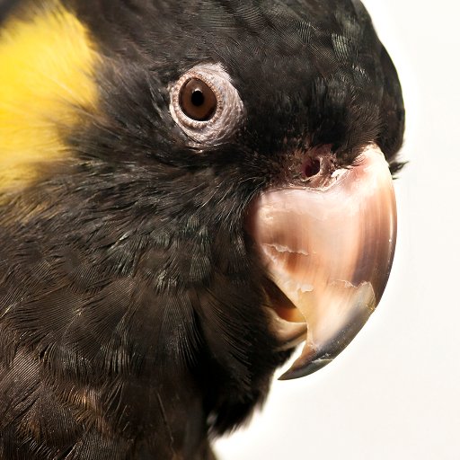 From the UK (live in Oz), professional photographer, author & teacher in macro flora & fauna. Wildlife bird carer, 2019 finalist Aus Geographic ANZANG comp!