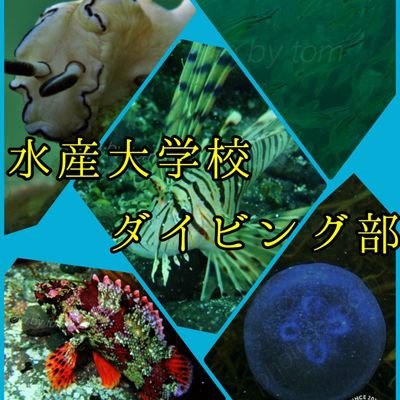 水産大学校ダイビング部です。山口県を拠点に九州・四国でダイビングをしています。部活の活動や部員が撮影した水中写真などを更新していきます。ダイビング好きの皆さん、海好きの皆さんフォローお願いします。