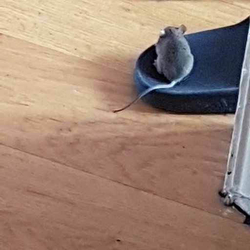 We are a fully professional pest control company that operate within the Greater London & Home Counties with over 35 years experience we deal with all pests