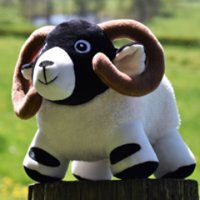 Millie the Sheep(@PeakMillie) 's Twitter Profile Photo