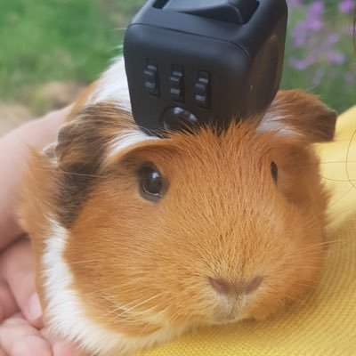 Chibira123's profile picture. Animation and Game illumini. Has been an intern at Studio Film Bilder. Creator, Writer, Storyboarder, Animator and massive disney Fangirl