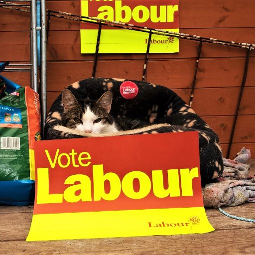 Pictures and stories of pets for Labour encountered on the #labourdoorstep - started in #Plymouth, now nationwide!