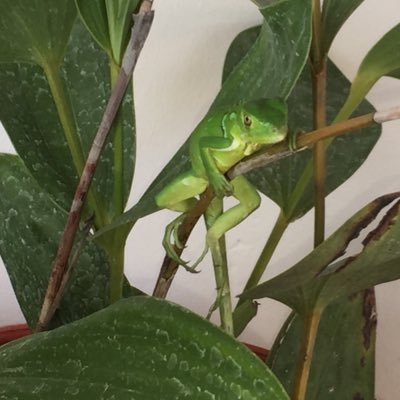 juliorramirezr's profile picture. Abogado y ganadero. Oficial de Cumplimiento. Ramirez & Asociados Abogados