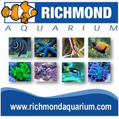 We specialize in custom aquarium designs and supplying our customers with healthy livestock