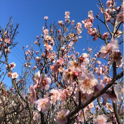 ankoroid21's profile picture. 観覧用