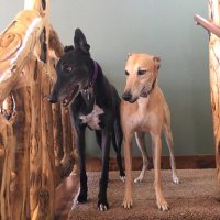 Leadville Greyts (Parody account) (@leadvillegreyts) 's Twitter Profile