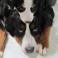 ArmyBernese(@ArmyBernese2) 's Twitter Profile Photo