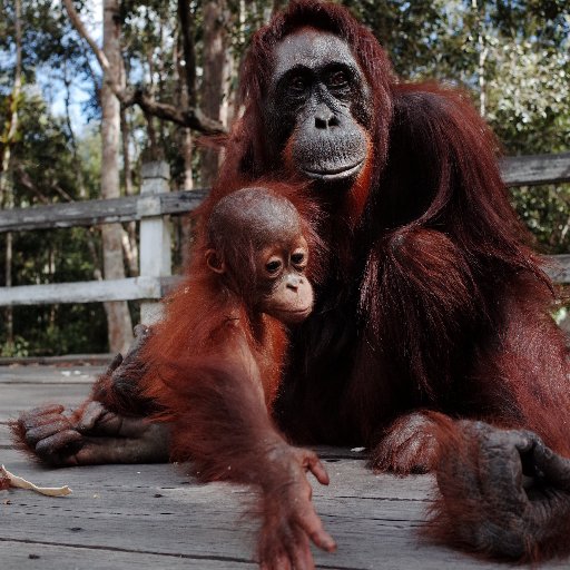 We are providing wildlife and culture tours especially in borneo and around Indonesia to give you a unique experiences that stand out