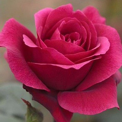 suganyaanandhan's profile picture. 