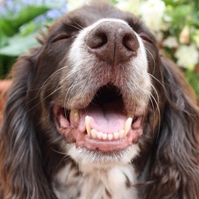 Springer Spaniel // 14 years old // Instagram: @spaniellouie // Gone but not forgotten // 2004 - 2018 ❤️