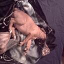 Jamie Dexter - @tigercub1412 - Twitter