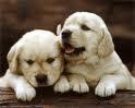 I am sensible &uderstanding girl.my cute & preety in looking at .
Ilove dogs &soft toys