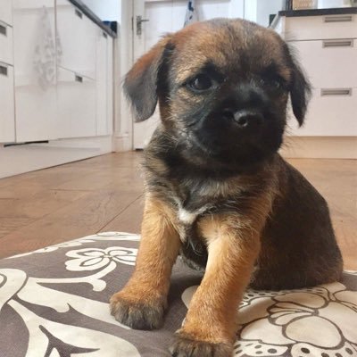 well this is me, cute ickle 8 week old BT living in beautiful Cumbria with my excitable family. I just love to run around playing with my small humans